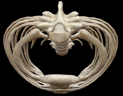 thoracic-cage-inside-space-cavity